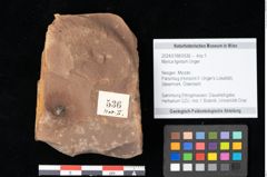 Foto (Objekt + Etikett) von Myrica lignitum Unger (NHMW-GEO-2024-0188-0536)